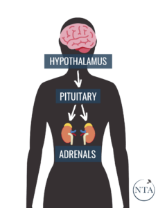 HPA axis adrenal fatigue