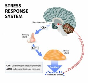 HPA axis stress response