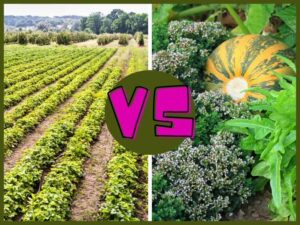 Monoculture-vs-Permaculture