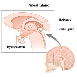 pineal gland 