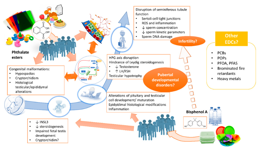 Effects-of-BPA-and-phthalates-on-the-development-and-function-of-the-male-reproductive