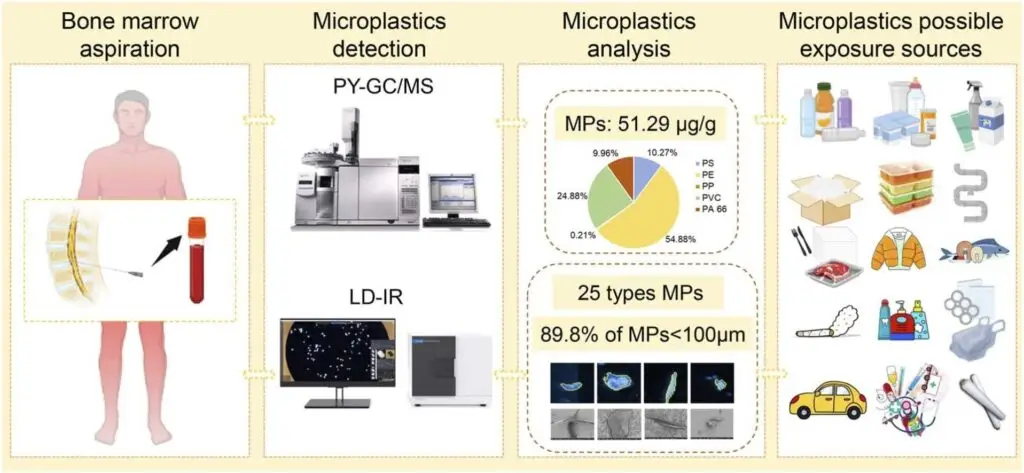 microplastics-bone-marrow