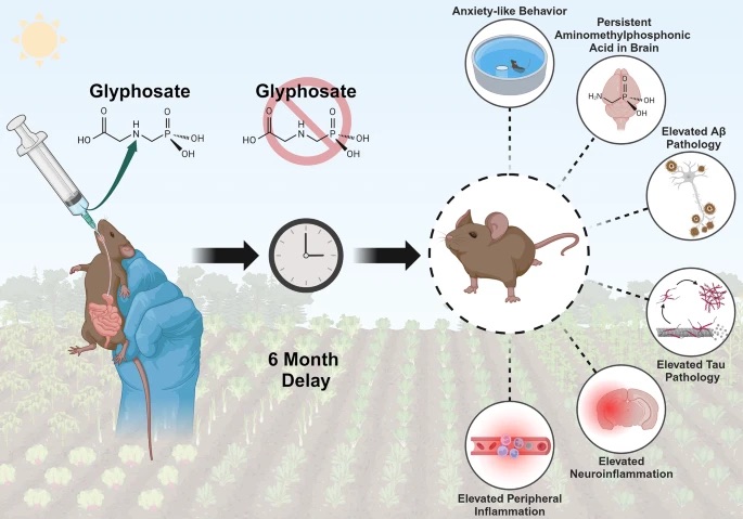 glyphosate-alzheimers