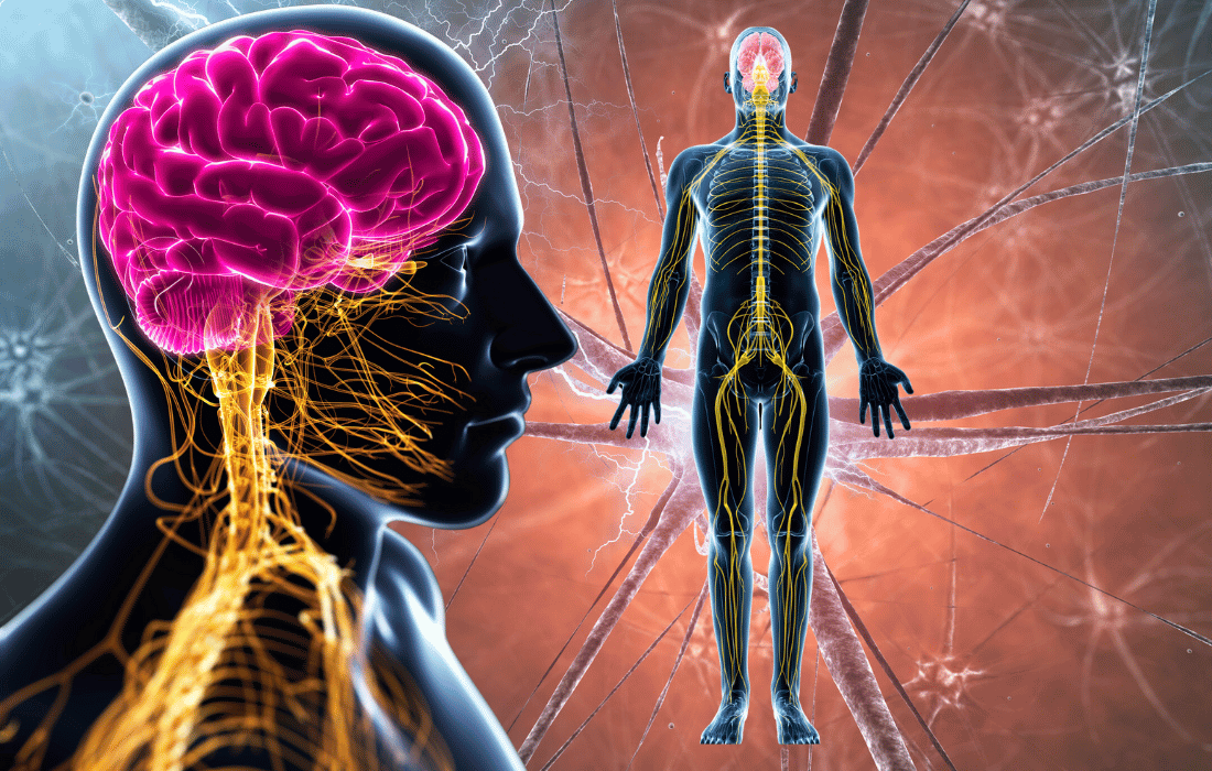 vagus-nerve-stimulation-central-nervous-system-regulation