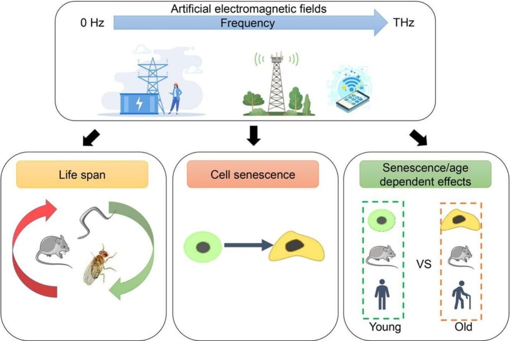 electromagnetic-fields-aging-cellular-senescence