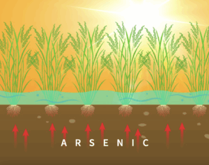 arsenic-rice