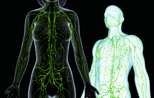 lymphatic-system-drainage-detox-guide