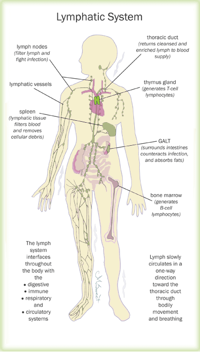 lymphatic-system